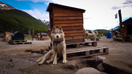 dog patagonia