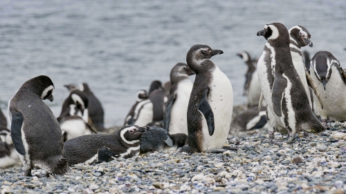 ushuaia pinguins